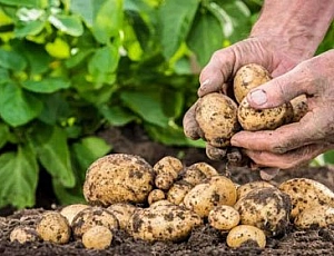 12 Best Potato Fertilizers