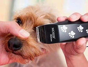 10 Best Dog Clippers