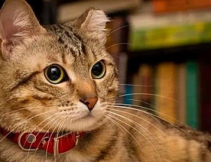 10 best collars for cats