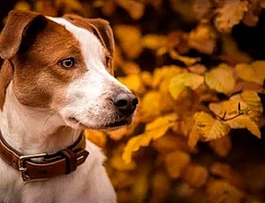 15 Best Dog Collars