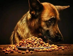 20 Best Dog Foods