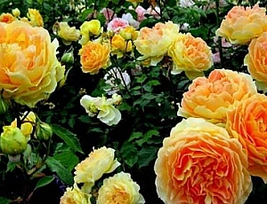 10 best varieties of roses for the Moscow region