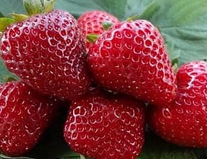 20 best varieties of remontant strawberries