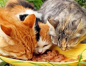 Les 10 meilleurs aliments pour chats stérilisés