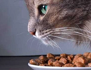 Os 20 melhores alimentos para gatos super premium