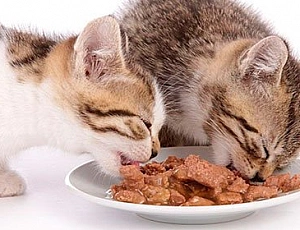 The 20 Best Wet Cat Foods