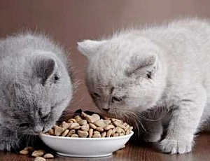 10 meilleurs aliments pour chatons