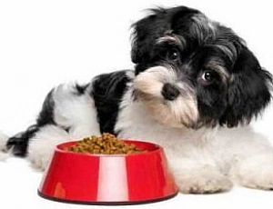 The 10 Best Foods for Small Breed Dogs