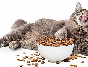 10 melhores alimentos holísticos para gatos