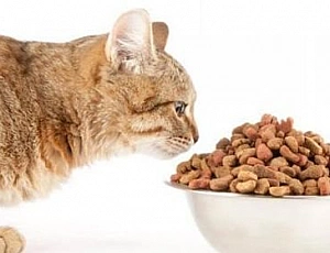 15 meilleurs aliments pour chats