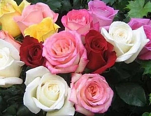 10 best varieties of roses for Siberia