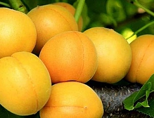 10 best varieties of apricots for the Moscow region