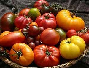 12 best tomato varieties for greenhouses