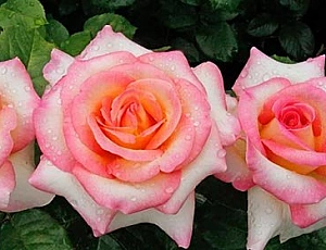 10 Best Varieties of Hybrid Tea Roses