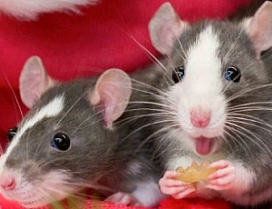 5 meilleurs aliments pour rats