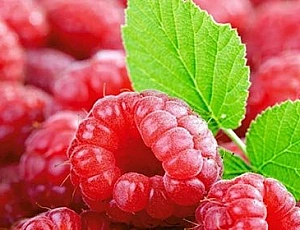 15 best varieties of remontant raspberries