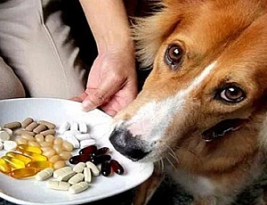 15 meilleures vitamines pour chiens