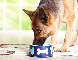 Top 10 des aliments pour chiens de berger