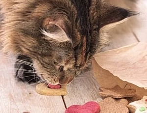 10 meilleurs aliments Maine Coon