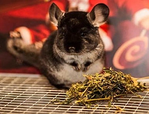 10 meilleurs aliments pour chinchillas