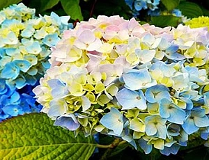 15 best hydrangea varieties