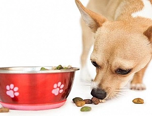 10 Best Chihuahua Foods