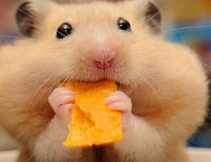 Les 10 meilleurs aliments pour hamsters