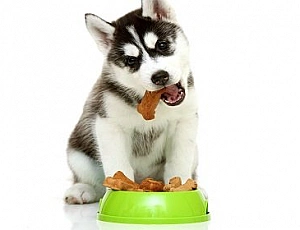 5 meilleurs aliments Husky