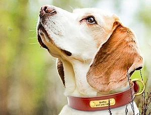 10 Best Dog Collars from AliExpress