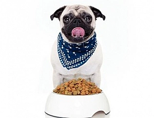 5 best pug food