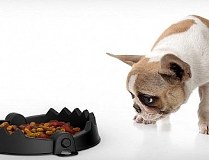 Les 5 meilleurs aliments pour un bouledogue français