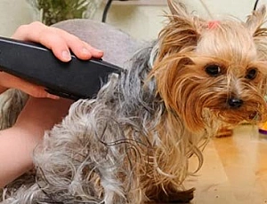 5 Best Yorkie Clippers