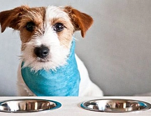 10 melhores alimentos hipoalergênicos para cães