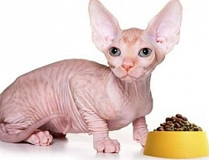 5 meilleurs aliments Sphynx