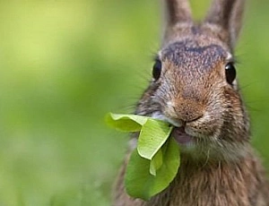 10 Best Foods for Ornamental Rabbits