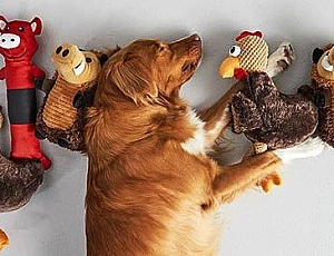 20 Best Dog Toys from AliExpress