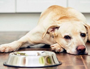 10 Best Foods for Labradors