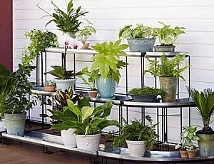 10 best indoor plants