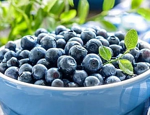 15 best blueberries