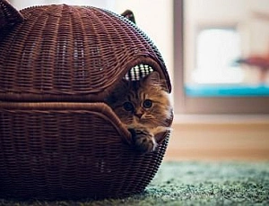 10 Best Cat Houses