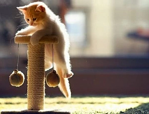 5 best scratching posts