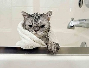 The 20 Best Cat Shampoos