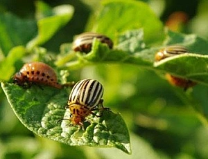 Top 10 Colorado potato beetle remedies