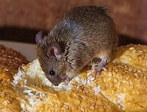 Top 10 des remèdes contre la souris