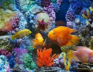 20 best aquarium fish