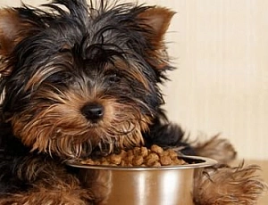 10 Best Yorkie Foods