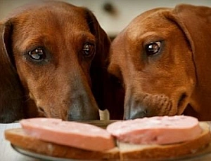 10 best food for dachshunds