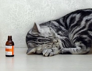 10 best sedatives for cats