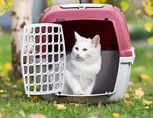 10 meilleurs transporteurs de chat