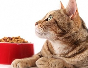 10 meilleurs aliments pour chats ayant une digestion sensible